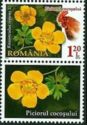 Ranunculus repens (Creeping Buttercup)