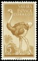 Ostrich (Struthio camelus)