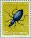 Blue Ground Beetle (Carabus intricatus)