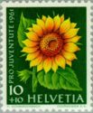 Sunflower (Helianthus annuus)