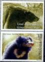 Sloth Bear (Melursus ursinus)