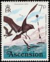 Maderian Storm Petrel (Oceanodroma castro)
