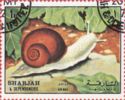 Vineyard Snail (Helix pomatia)