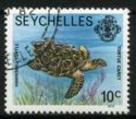 Hawksbill Turtle (Eretmochelys imbricata)