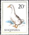 Domestic Duck (Anas platyrhynchos domesticus)