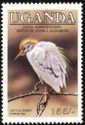 Cattle Egret (Bubulcus ibis)
