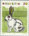 Domestic Rabbit (Oryctolagus cuniculus domesticus)