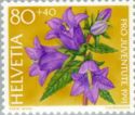 Nettle-leaved Bellflower (Campanula trachelium)