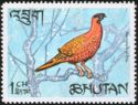 Satyr Tragopan (Tragopan satyra)