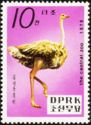 Ostrich (Struthio camelus)