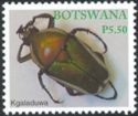 Derbys Flower Beetle (Dicronorhina derbyana)