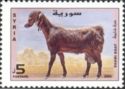 Shami Goat (Capra hircus)