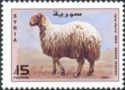 Awassi Sheep (Ovis aries)