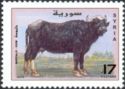 Water Buffalo (Bubalus bubalis)