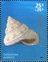 Argentine Philately - Calliostoma militaris