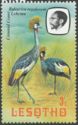 Crowned Crane (Balearica regulorum)
