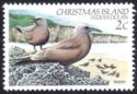 Brown noddy (Anous stolidus)