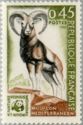 European Mouflon (Ovis orientalis musimon) 