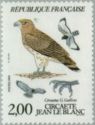 Short-toed Snake-eagle (Circaetus gallicus gallicus)