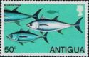 Atlantic Bluefin Tuna (Thunnus thynnus)