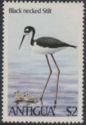 Black-necked Stilt (Himantopus mexicanus)