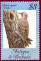 Yellow-shafted Flicker (Colaptes auratus)