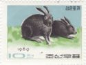 Domestic Rabbit (Oryctolagus cuniculus domesticus)
