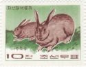 Domestic Rabbit (Oryctolagus cuniculus domesticus)