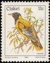 African Black-headed Oriole (Oriolus larvatus)