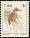 Malachite Kingfisher (Corythornis cristatus)