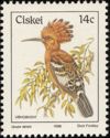 Eurasian Hoopoe (Upupa epops)