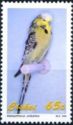 Budgerigar (Melopsittacus undulatus)