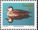 Red-billed Teal (Anas erythrorhyncha)