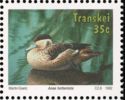 Hottentot Teal (Anas hottentota)
