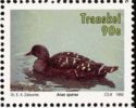African Black Duck (Anas sparsa)