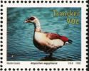 Egyptian Goose (Alopochen aegyptiacus)