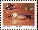 Cape Shoveler (Anas smithii)