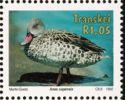 Cape Teal (Anas capensis)