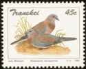 Laughing Dove (Streptopelia senegalensis)