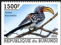 Southern Yellow-Billed Hornbill (Tockus leucomelas)