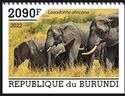 African Bush Elephant (Loxodonta africana)