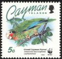 Grand Cayman Parrot (Amazona leucocephala caymanensis)