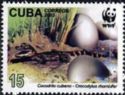 Cuban Crocodile (Crocodylus rhombifer), Eggs and Hatchling