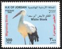 White Stork (Ciconia ciconia)