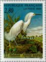 Snowy Egret (Egretta thula)