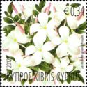 Jasmin (jasminum grandiflorum)