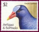 Purple Gallinule (Porphyrio martinica)