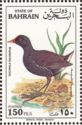 Eurasian Moorhen (Gallinula chloropus)