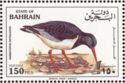 Eurasian Oystercatcher (Haematopus ostralegus)