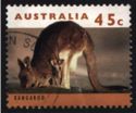 Eastern Grey Kangaroo (Macropus giganteus)